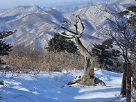 태백산 신령스런 기운 받으..