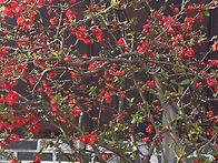 촛불기도 발원올립니다()