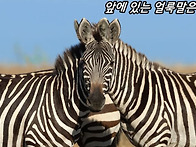 직업의식
