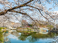 봄의 낙화(落花)
