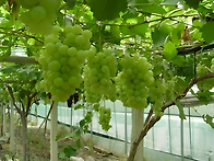 청포도