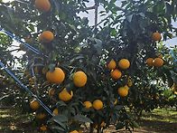 가정용 황금향.노지감귤