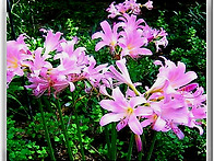 영광 불갑사의 꽃무릇은 ..