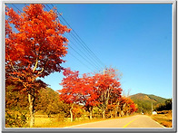 화순 쌍봉사의 가을 풍경