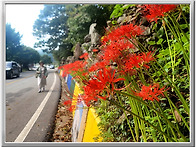 함평 용천사 꽃무릇 절정