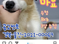 8호 마요