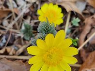 가산산성 복수초