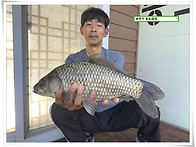 가을붕어 43cm, 송전지 송..