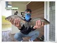 막바지 산란, 용인 송전지..
