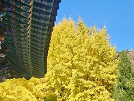 은행나무 다시 (Jingko..