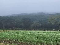 메밀밭 산책