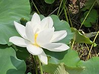 백련 그리고 나리꽃
