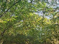 오죽림에서 복길이와 놀다