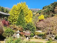 은행나무 단풍들다