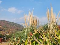 은행나무 밑에서 조각달을..