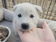 [25서울102] 또이/믹스/..