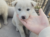 [25서울103] 랑이/믹스/..