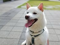 [24서울23] 두부/시바/수..