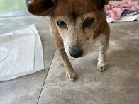 로얄이 1차 수술완..