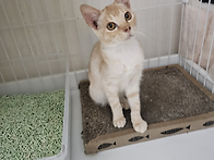 [25서울62] 젬마/코리안숏..