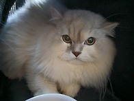 [25동행48] 망토/페르시안..