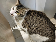 [26동행10] 라온/코리안숏..