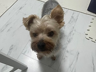 낑깡이 릴레이 임..