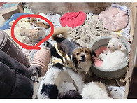 호더집 3개월아기..