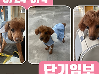 [급구] 푸들 "쿠..