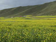편도구 유채 - 잉어 님 사..