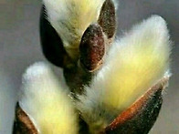 🌱공지사항알림🌱