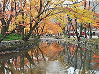 11/19(수) 고창 선운사 도..