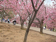 4/16(수)-17(목) 겹벚꽃..