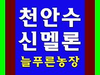 2026년 천안 수신메론 맛..