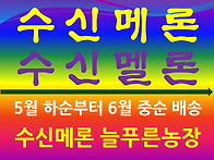 [2026년 봄 수신메론 직거..
