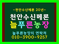 [2026년 봄 천안수신멜론 ..