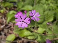 조계산에서 ~말발도리 현호..