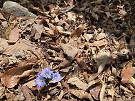 조계산에서 ~얼레지 천남성..