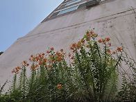 참나리