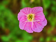 부천 중앙공원 능소화26...