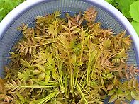 저렴한가격에 제철..