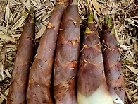 보름간만 수확하여..