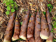 1년중 보름간만 ..