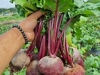 봄철 몸에좋은 생..