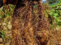 겨울철 기력회복,..