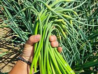 봄철 몸에좋은 농..