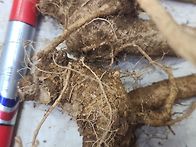 진삼 잔데 더덕 ..