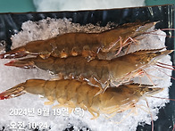 &#129424;제철 활새우..