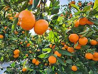 오늘도 귤 수확도..