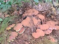 영지버섯 산행